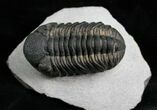 Top Quality Phacops Trilobite #7137-1